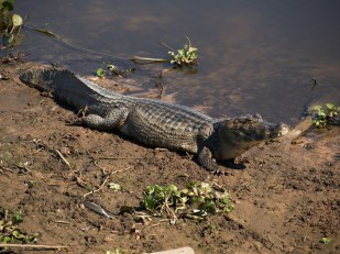Caimen 3