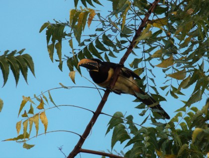 Chestnut-eared Aracari 4
