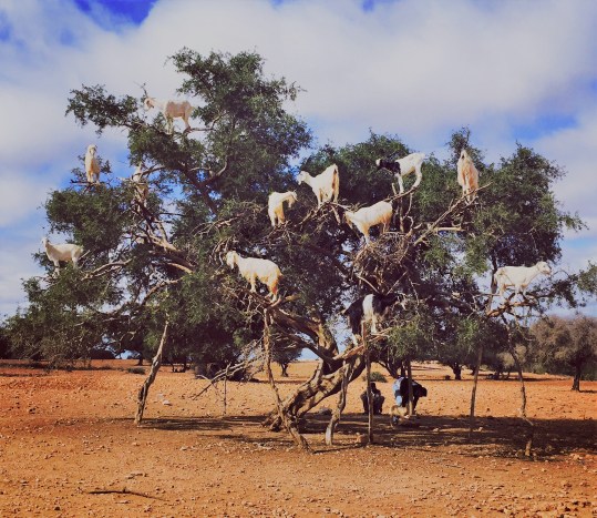 goats-in-a-tree